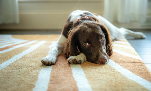 What are the best pet-friendly flooring options for UK homes with indoor pets?